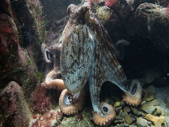 В глубинах океана ученые обнаружили осьминогов - инопланетян