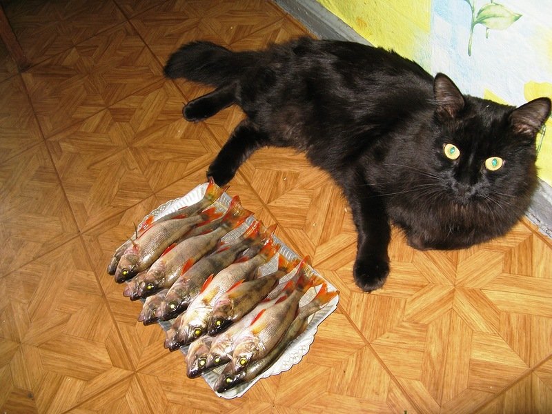 Кот - рыбак.